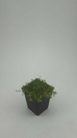 Sagina subulata P9 - afbeelding 1