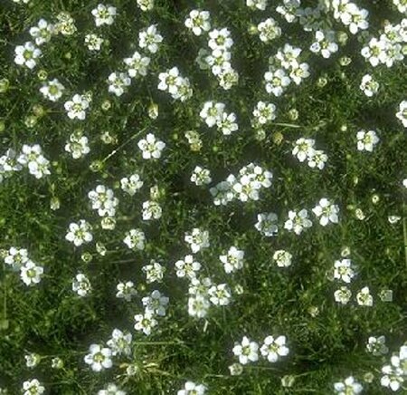 Sagina subulata P9 - afbeelding 8