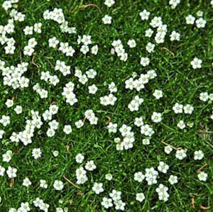 Sagina subulata P9 - afbeelding 2