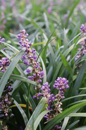 Liriope muscari 'Majestic' P9 - afbeelding 5