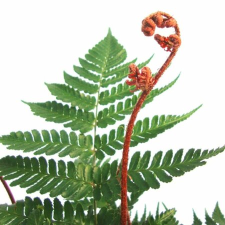Dryopteris erythrosora 'Brilliance' C2 - afbeelding 1