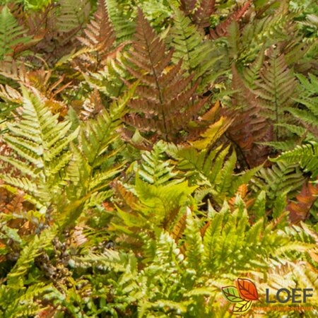 Dryopteris erythrosora 'Brilliance' C2 - afbeelding 2
