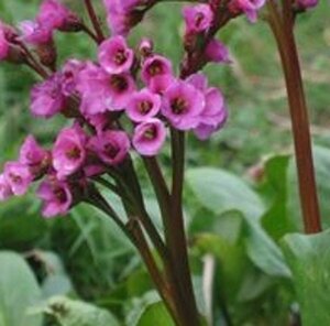 Bergenia cordifolia 'Eroica' C2