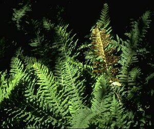 Polypodium vulgare C2
