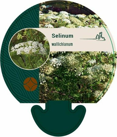 Selinum wallichianum P9 - afbeelding 1