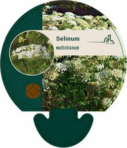Selinum wallichianum P9