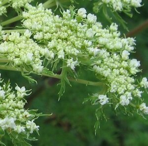 Selinum wallichianum P9 - afbeelding 3