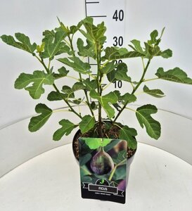 Ficus carica 'Brown Turkey' 50/60 C.  - afbeelding 2