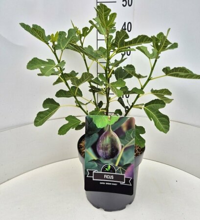 Ficus carica 'Brown Turkey' 50/60 C.  - afbeelding 3