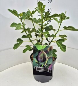 Ficus carica 'Brown Turkey' 50/60 C.  - afbeelding 3
