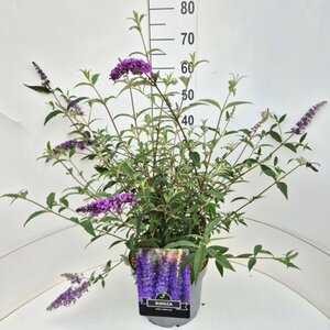 Buddleja davidii 'Empire Blue' C7.5 - afbeelding 4