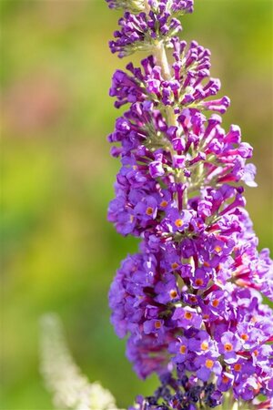 Buddleja davidii 'Empire Blue' C7.5 - afbeelding 2