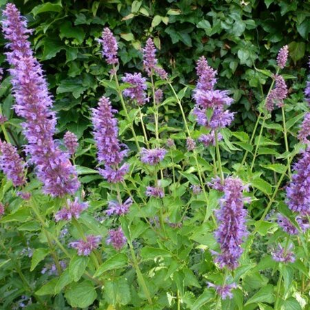 Agastache 'Blue Boa' P9 - afbeelding 4