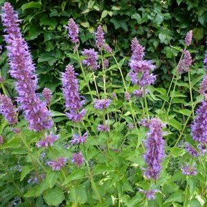 Agastache 'Blue Boa' P9