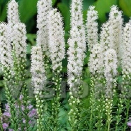 Liatris spicata 'Alba' P9 - afbeelding 1