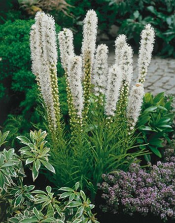 Liatris spicata 'Alba' P9 - afbeelding 3