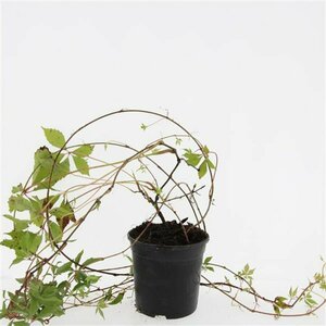 Parthenocissus quinquefolia 'Engelmannii' 150/175 C. - afbeelding 4