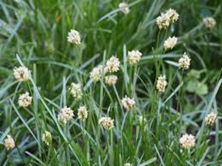 Sesleria caerulea C2 - afbeelding 5