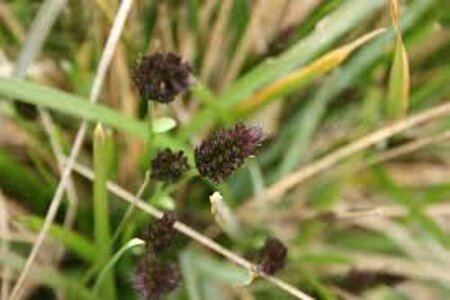 Sesleria caerulea C2 - afbeelding 7