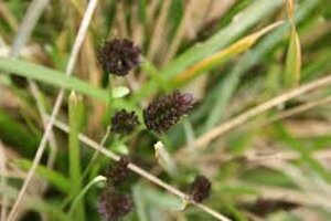 Sesleria caerulea C2 - afbeelding 7