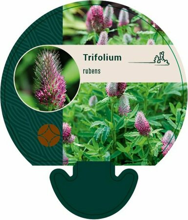 Trifolium rubens P9 - afbeelding 1