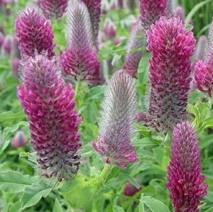 Trifolium rubens P9