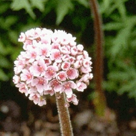 Darmera peltata P9 - afbeelding 4