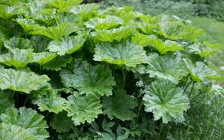 Darmera peltata P9 - afbeelding 5