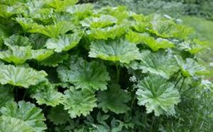 Darmera peltata P9 - afbeelding 5