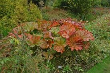 Darmera peltata P9 - afbeelding 6