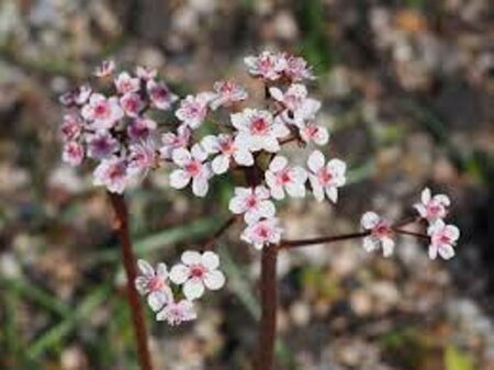 Darmera peltata P9 - afbeelding 7