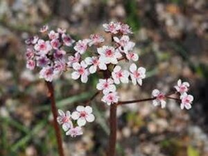 Darmera peltata P9 - afbeelding 7