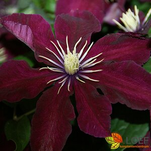 Clematis 'Niobe' C2 - afbeelding 2