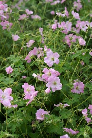 Geranium 'Dreamland' C2 - afbeelding 2