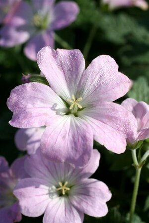 Geranium 'Dreamland' C2 - afbeelding 10