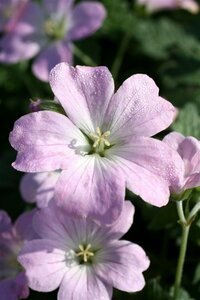 Geranium 'Dreamland' C2 - afbeelding 10