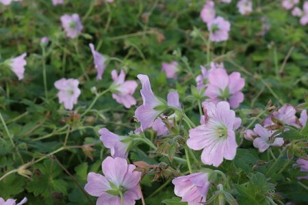 Geranium 'Dreamland' C2 - afbeelding 5