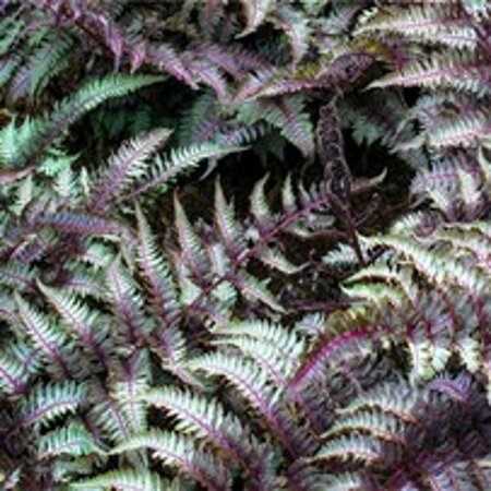 Athyrium niponicum 'Pictum' P9 - afbeelding 1