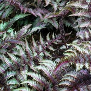 Athyrium niponicum 'Pictum' P9