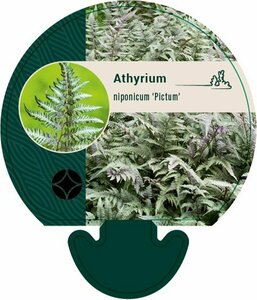 Athyrium niponicum 'Pictum' P9 - afbeelding 4