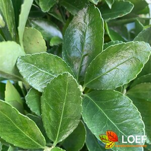 Euonymus japonicus Leischerm 70 x 120 C.