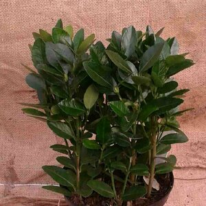 Euonymus japonicus Leischerm 70 x 120 C. - afbeelding 3