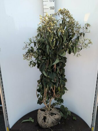 Heptacodium miconioides 200/225 DR. Meerstammig - afbeelding 1