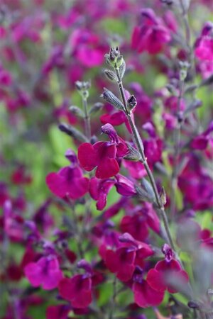 Salvia 'Nachtvlinder' P9 - afbeelding 3