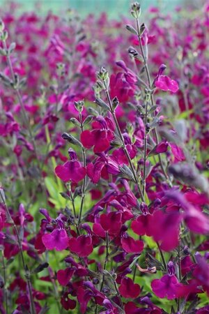 Salvia 'Nachtvlinder' P9 - afbeelding 6