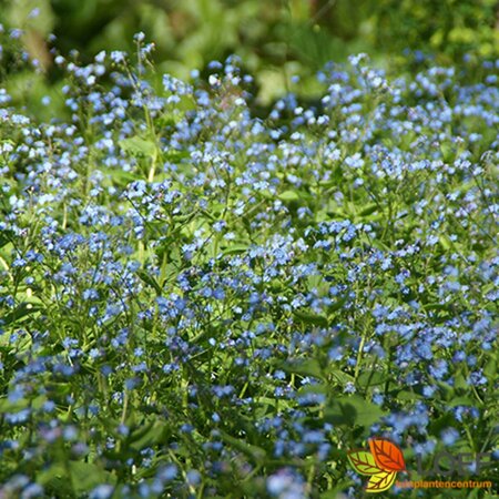 Brunnera macrophylla C2 - afbeelding 5