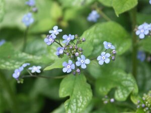 Brunnera macrophylla 'Jack Frost' C2 - afbeelding 4