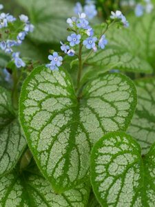 Brunnera macrophylla 'Jack Frost' C2 - afbeelding 5