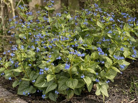 Brunnera macrophylla 'Jack Frost' C2 - afbeelding 6