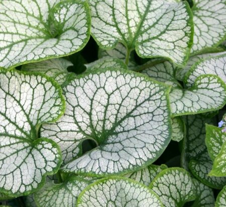 Brunnera macrophylla 'Jack Frost' C2 - afbeelding 7